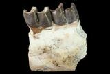 Fossil Running Rhino (Hyracodon) Jaw Section - South Dakota #146344-1